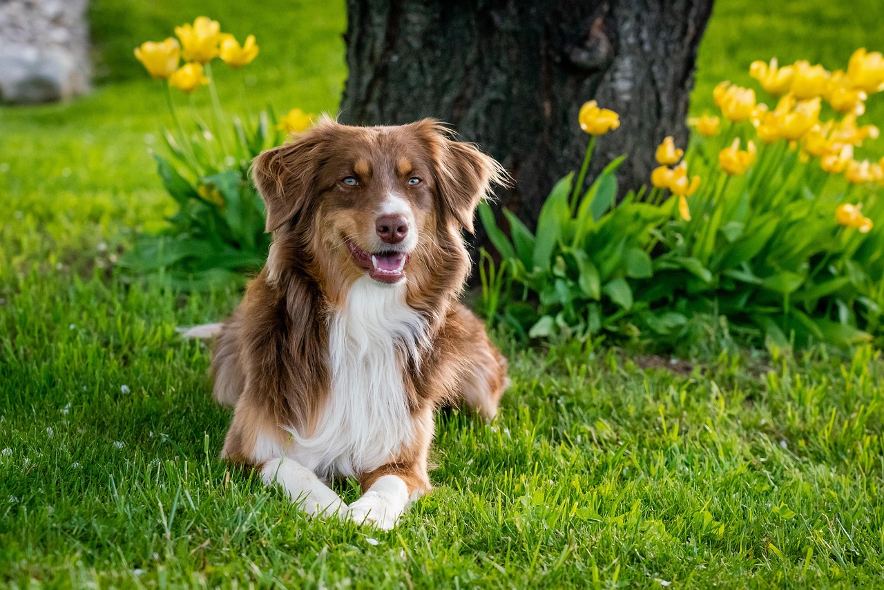 Regulator probes Vietjet over financial viability - The Australian